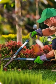 Tree Service